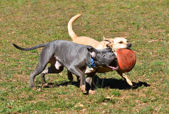 Mill Creek Dog Park photo 1